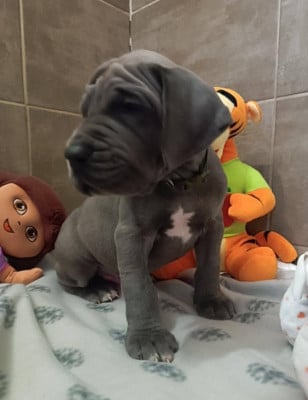 Les chiots de Dogue allemand
