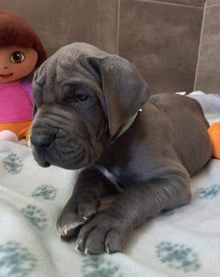 Les chiots de Dogue allemand