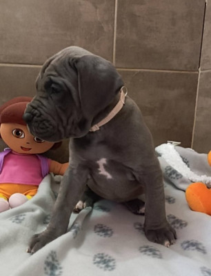 Les chiots de Dogue allemand