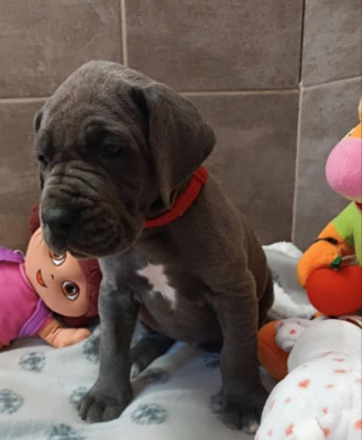 Les chiots de Dogue allemand