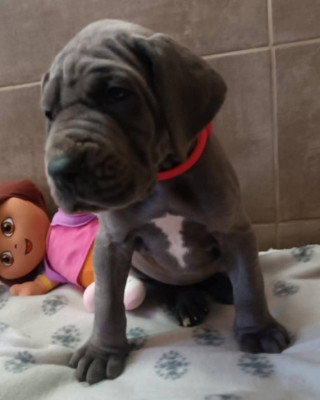 Les chiots de Dogue allemand