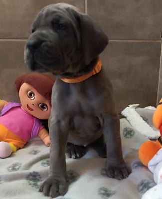 Les chiots de Dogue allemand