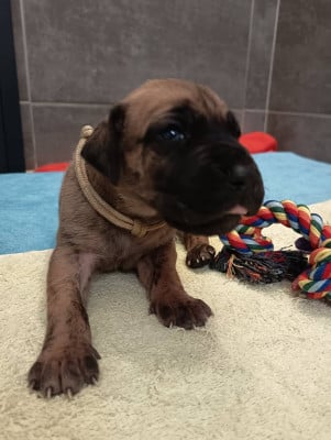 Les chiots de Dogue allemand