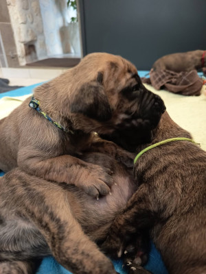 Les chiots de Dogue allemand