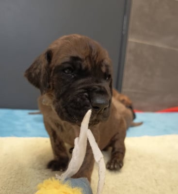 Les chiots de Dogue allemand