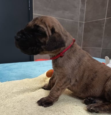 Les chiots de Dogue allemand