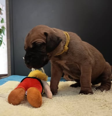 Les chiots de Dogue allemand