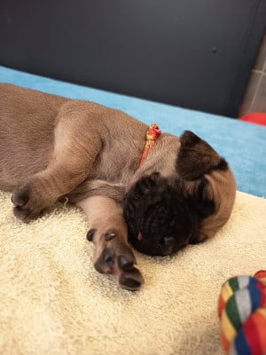 Les chiots de Dogue allemand