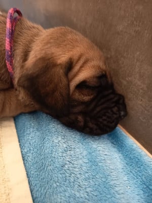 Les chiots de Dogue allemand