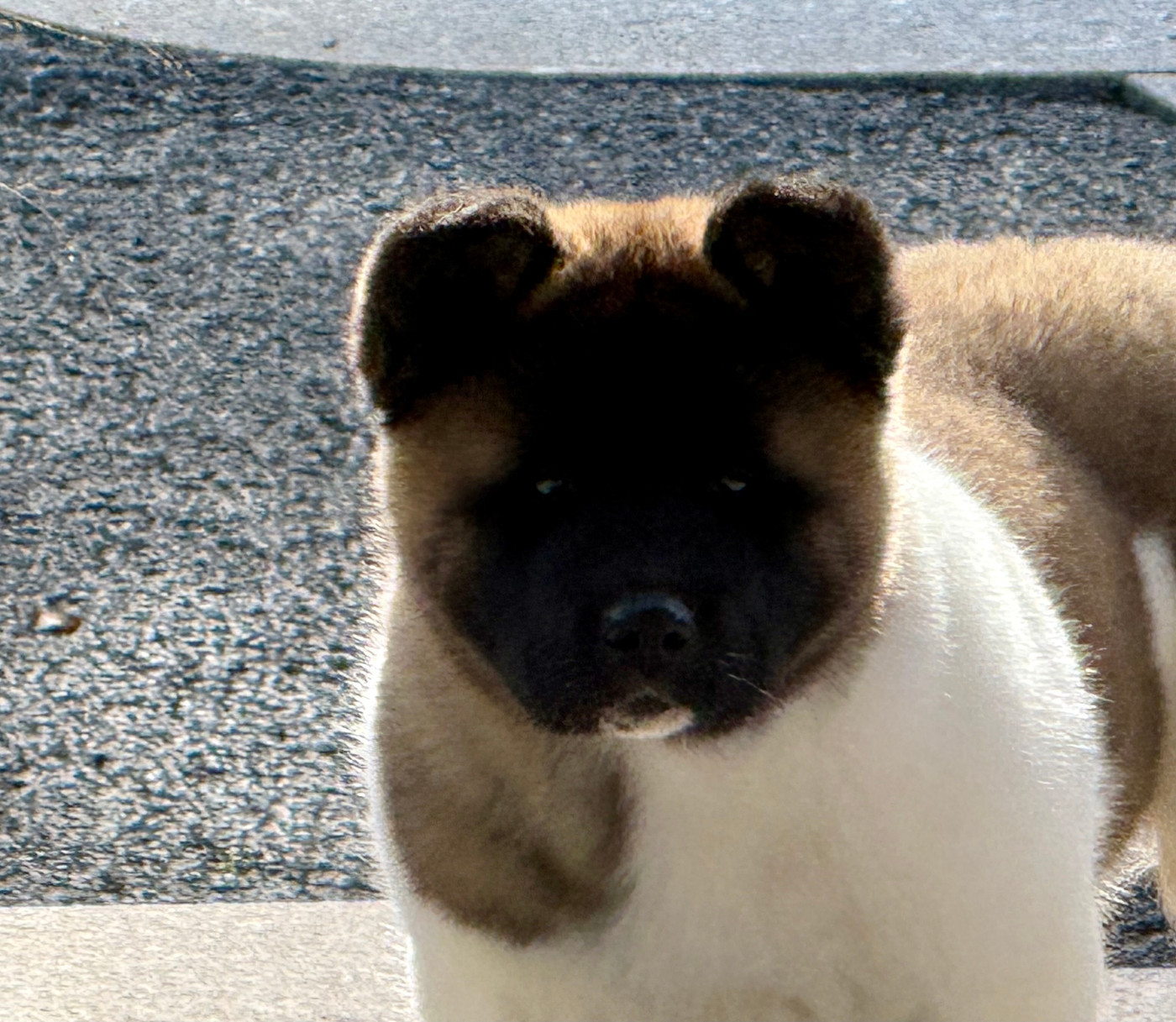 Alive and Kicking (dite ALIE) du Lac Brûlé