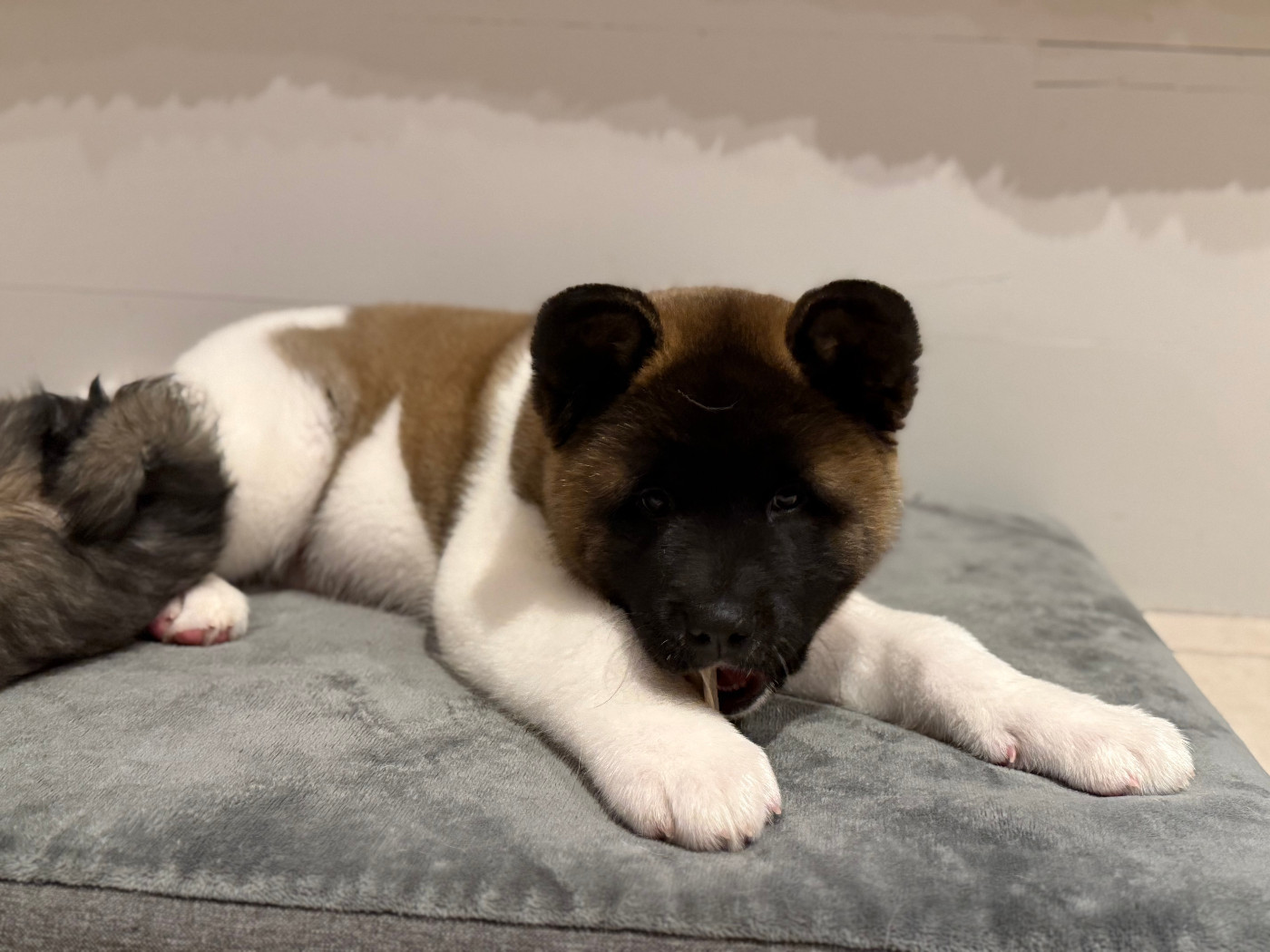 Alive and Kicking (dite ALIE) du Lac Brûlé