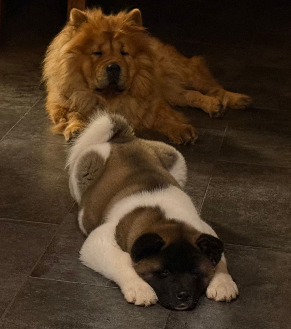 Alive and Kicking (dite ALIE) du Lac Brûlé