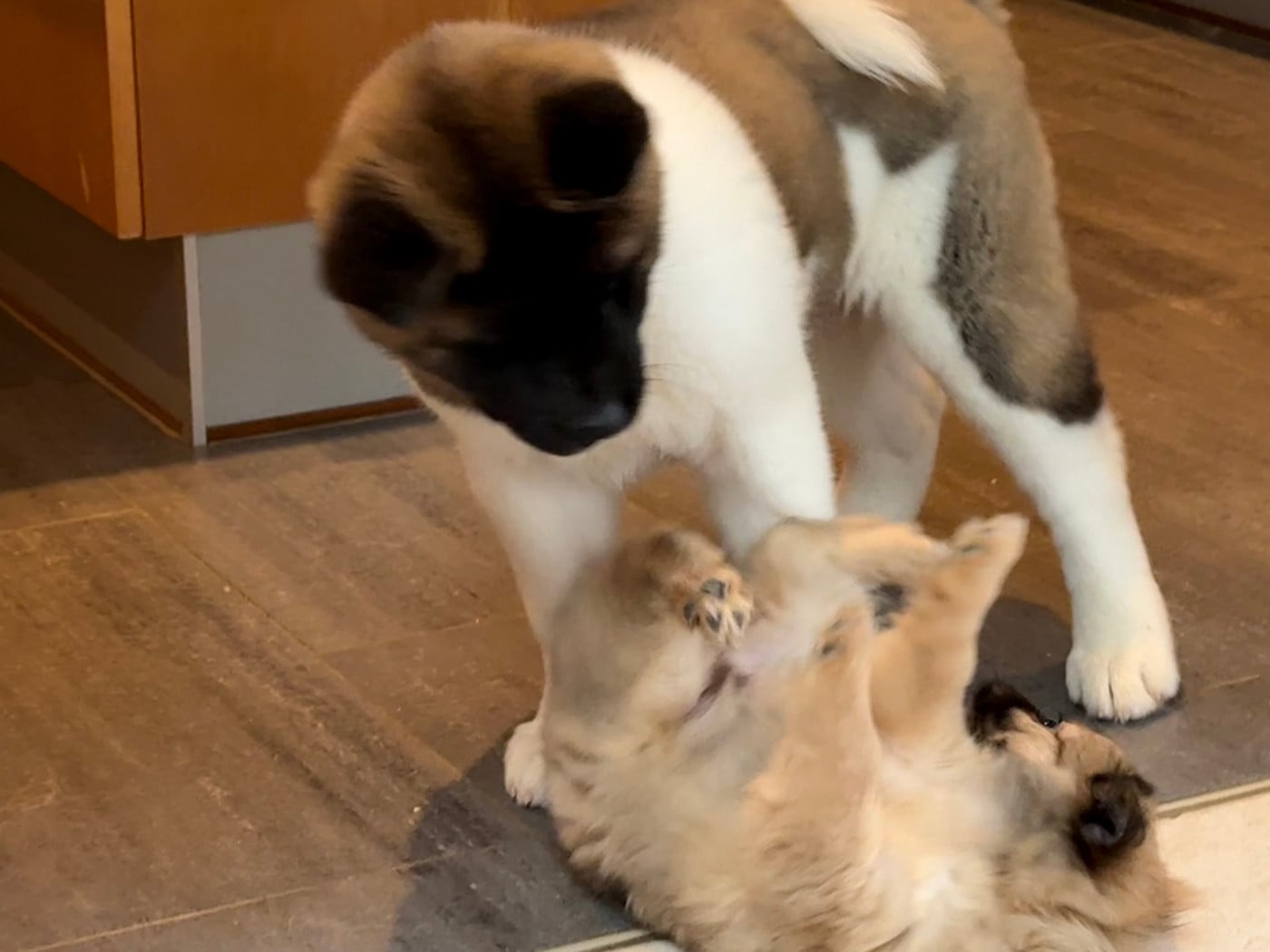 Alive and Kicking (dite ALIE) du Lac Brûlé