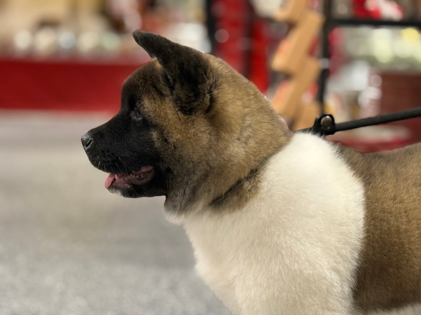 Alive and Kicking (dite ALIE) du Lac Brûlé