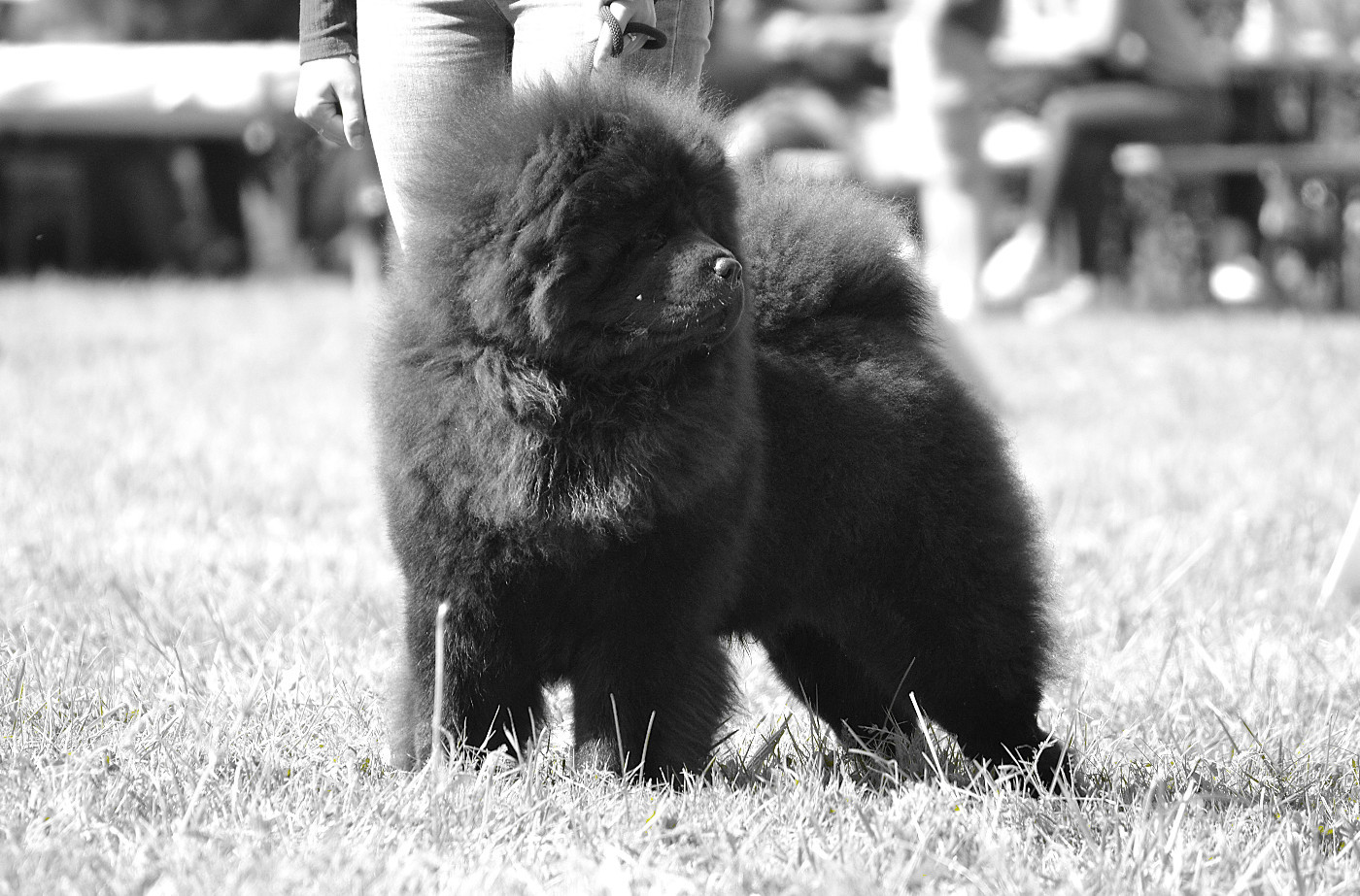 Sky Wikluh Popovic's Chow Kennel