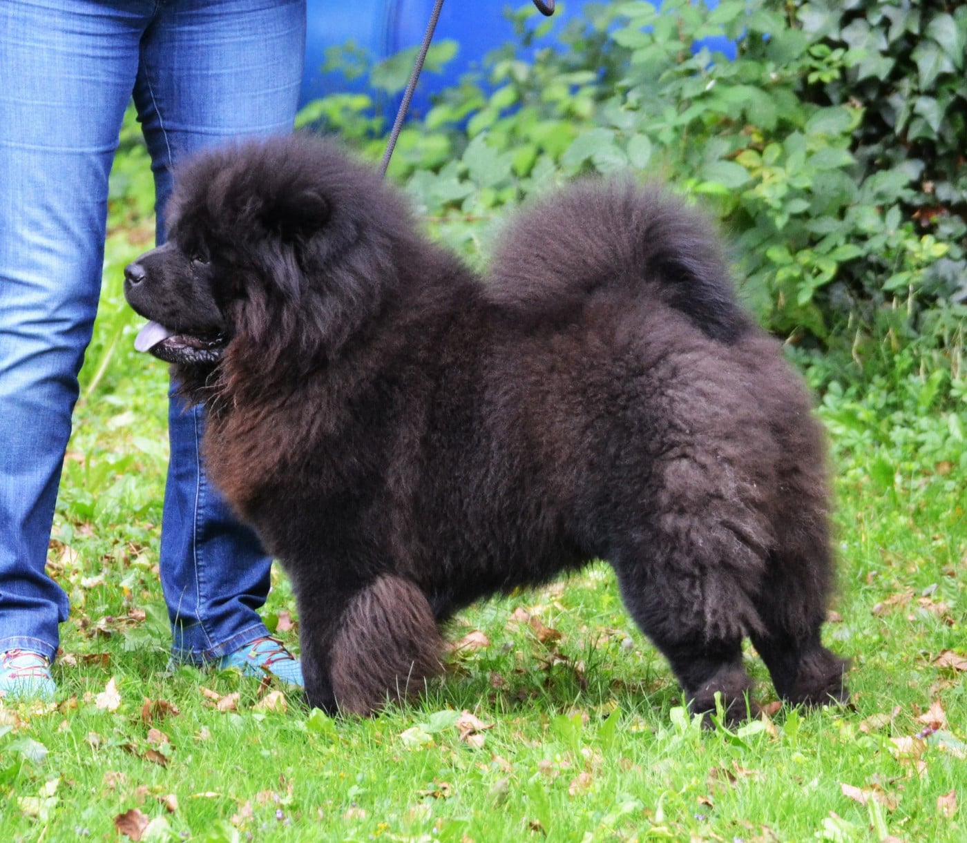 Sky Wikluh Popovic's Chow Kennel