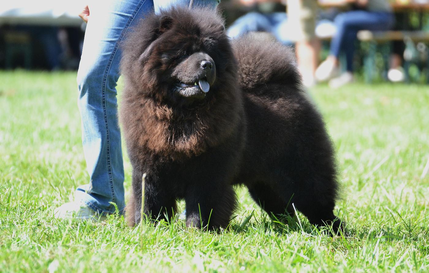 Sky Wikluh Popovic's Chow Kennel