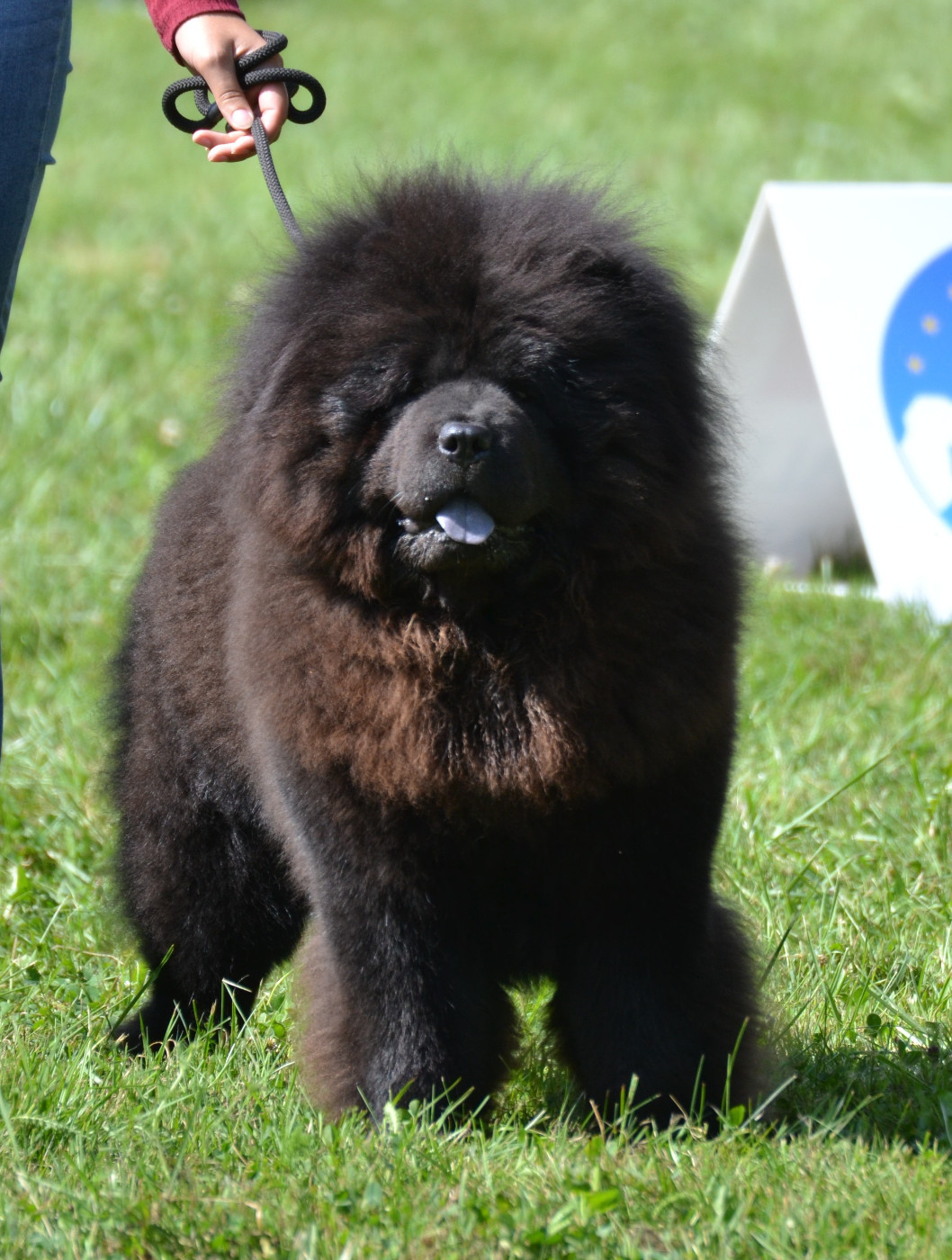 Sky Wikluh Popovic's Chow Kennel