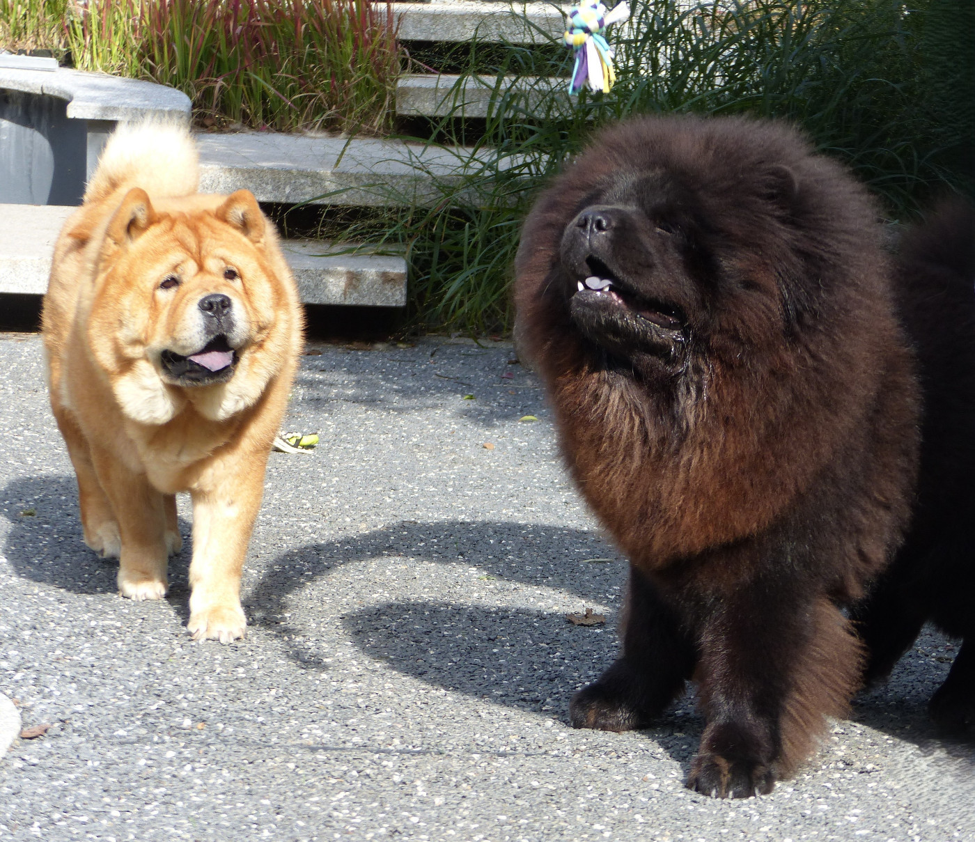 Sky Wikluh Popovic's Chow Kennel