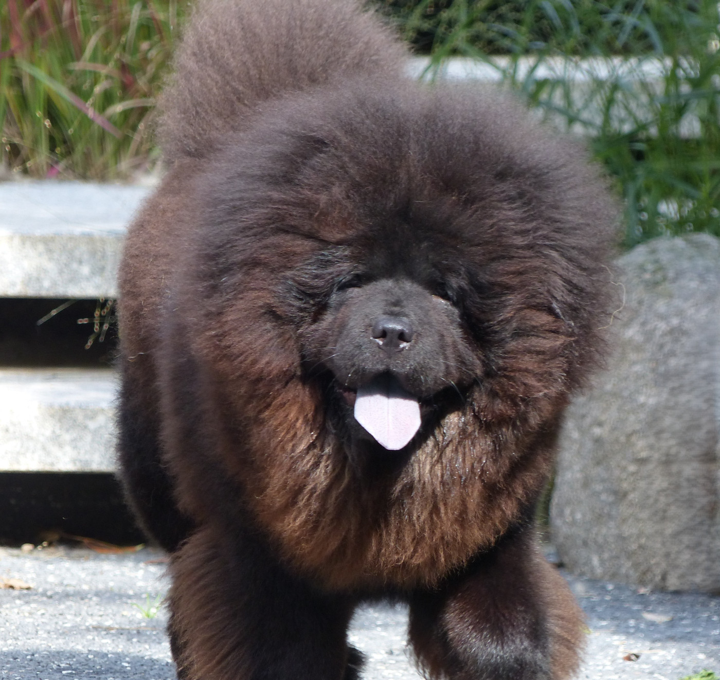 Sky Wikluh Popovic's Chow Kennel