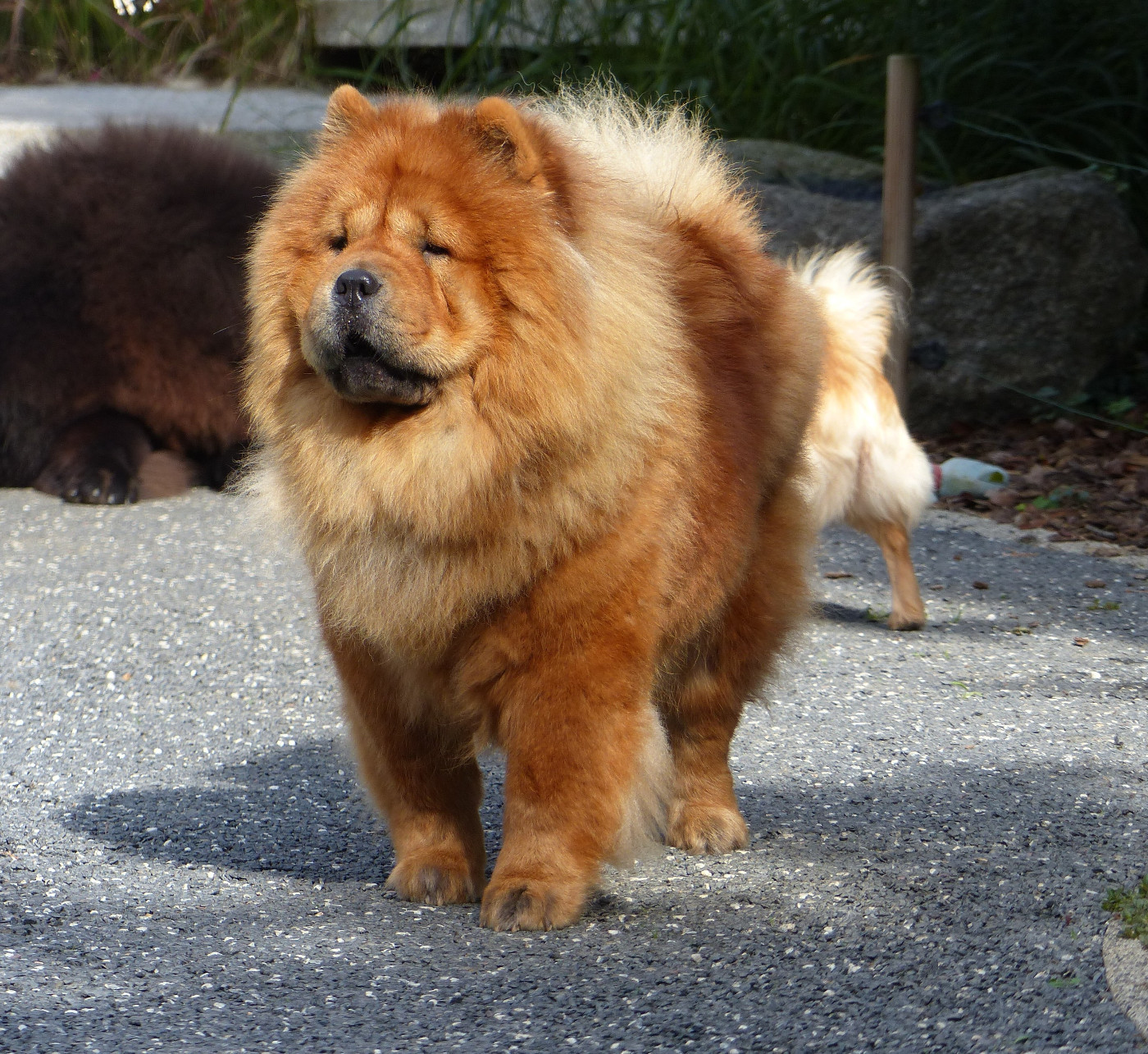 Tahiti Du Clos De La Horde