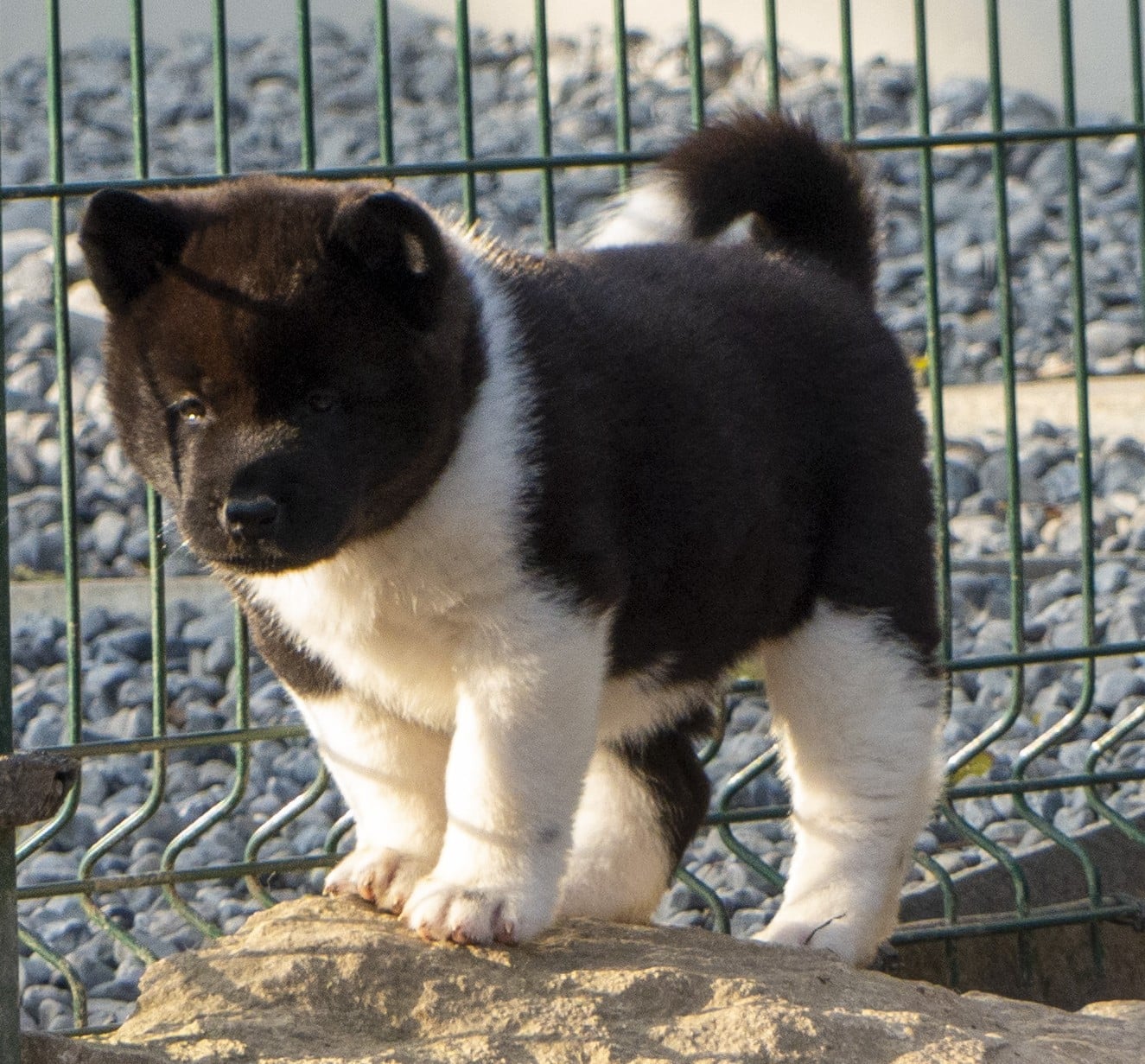 A Small Share Of Moon (dite SUN) Du Clos De La Horde