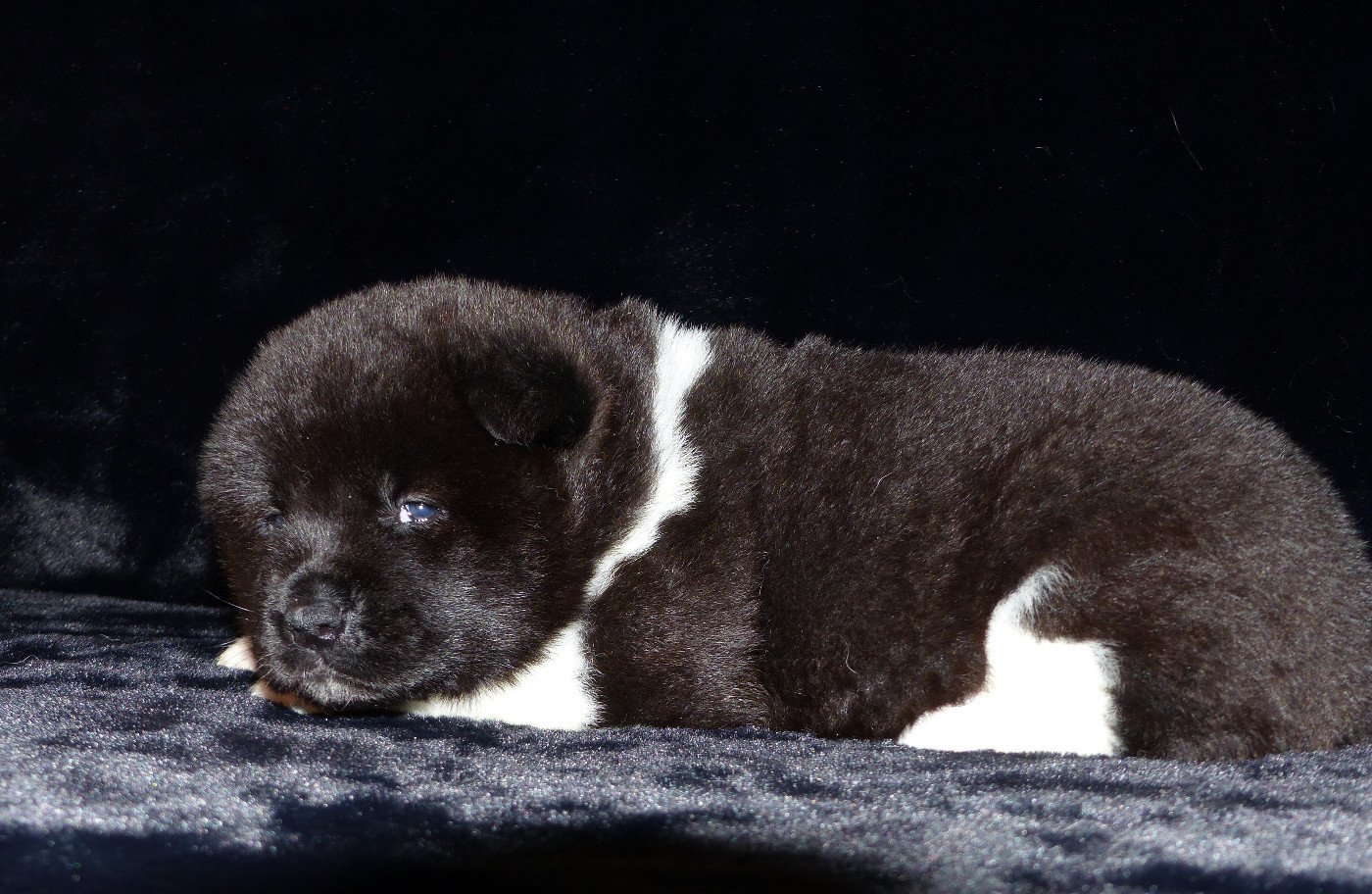 A Small Share Of Moon (dite SUN) Du Clos De La Horde