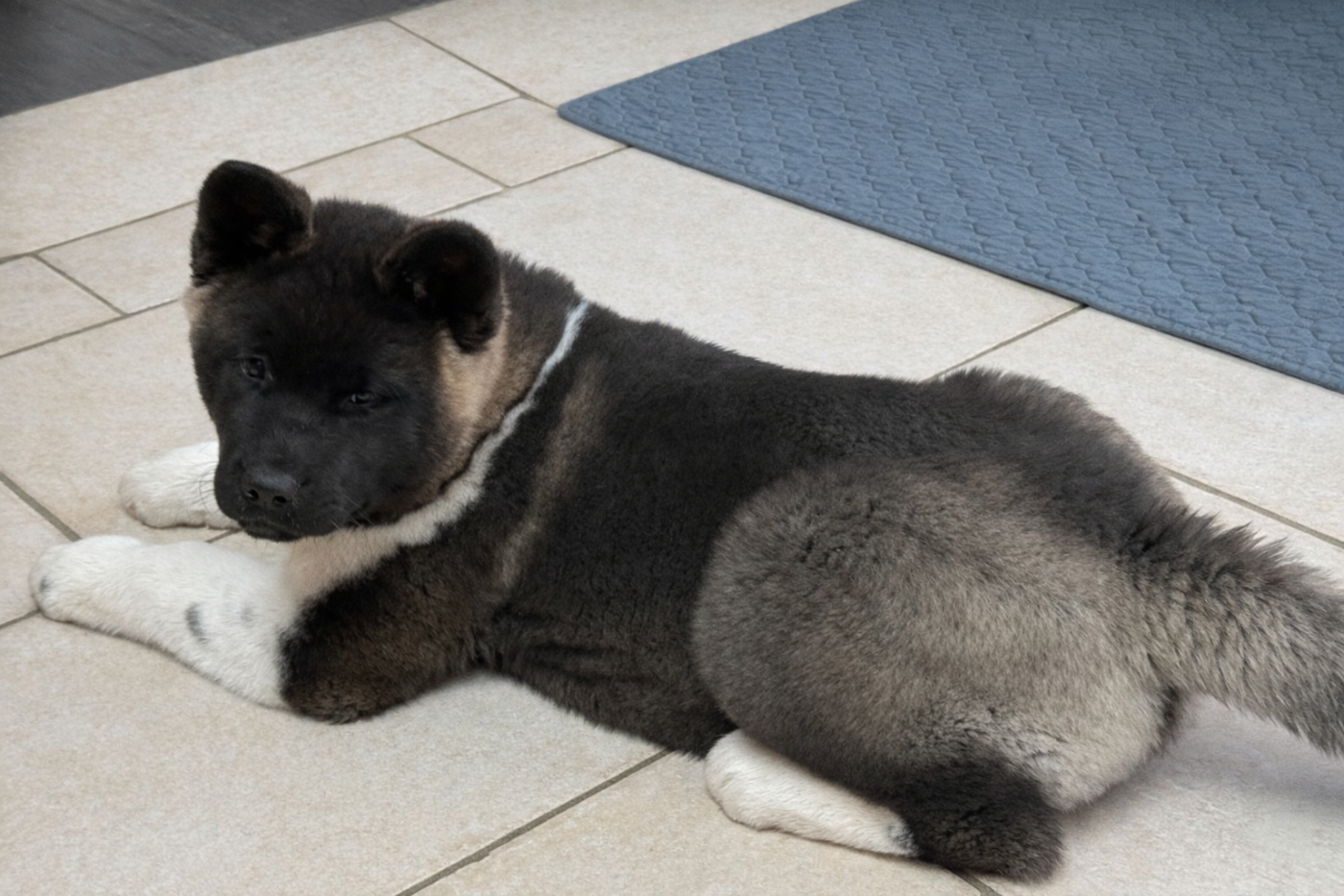 A Small Share Of Moon (dite SUN) Du Clos De La Horde