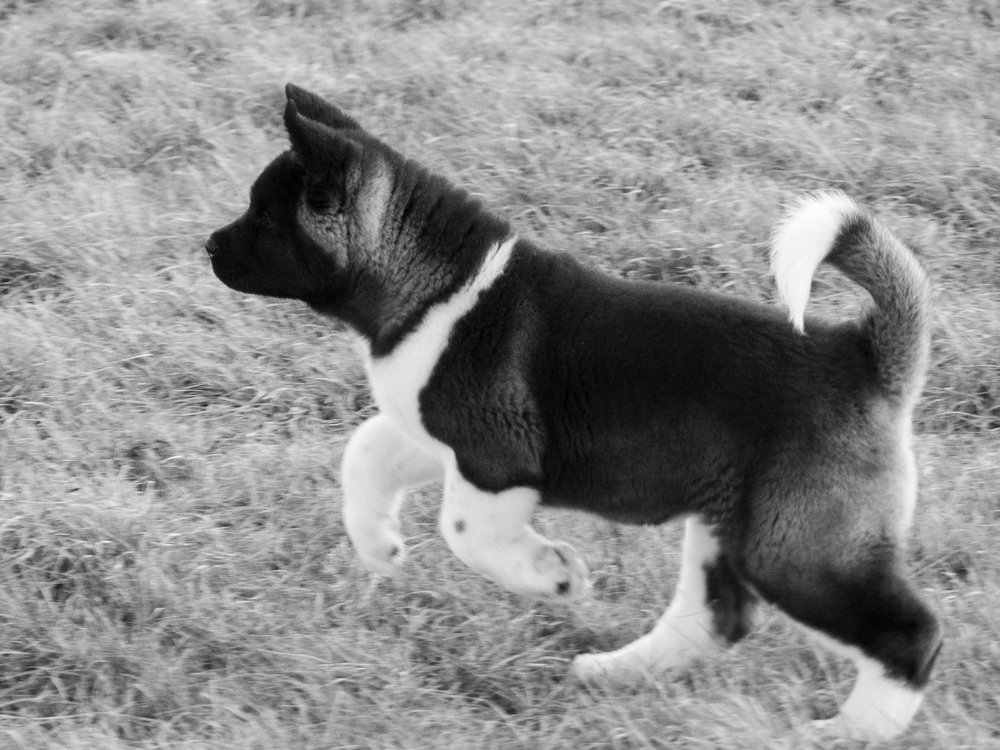 A Small Share Of Moon (dite SUN) Du Clos De La Horde