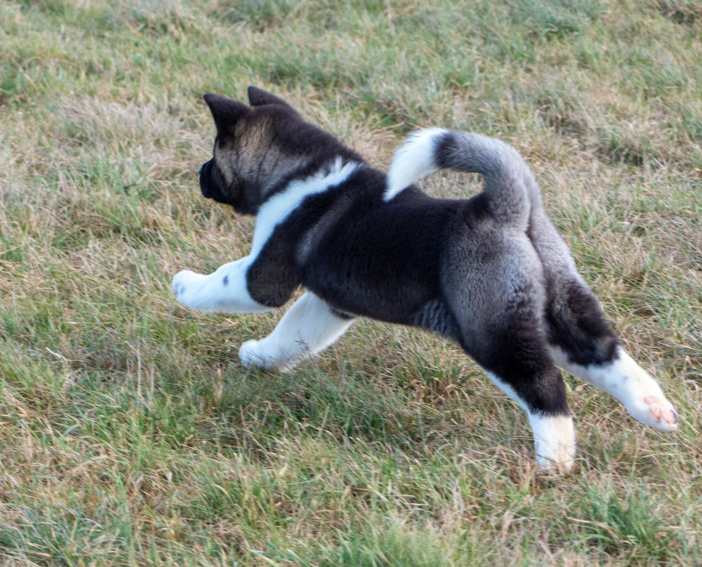 A Small Share Of Moon (dite SUN) Du Clos De La Horde