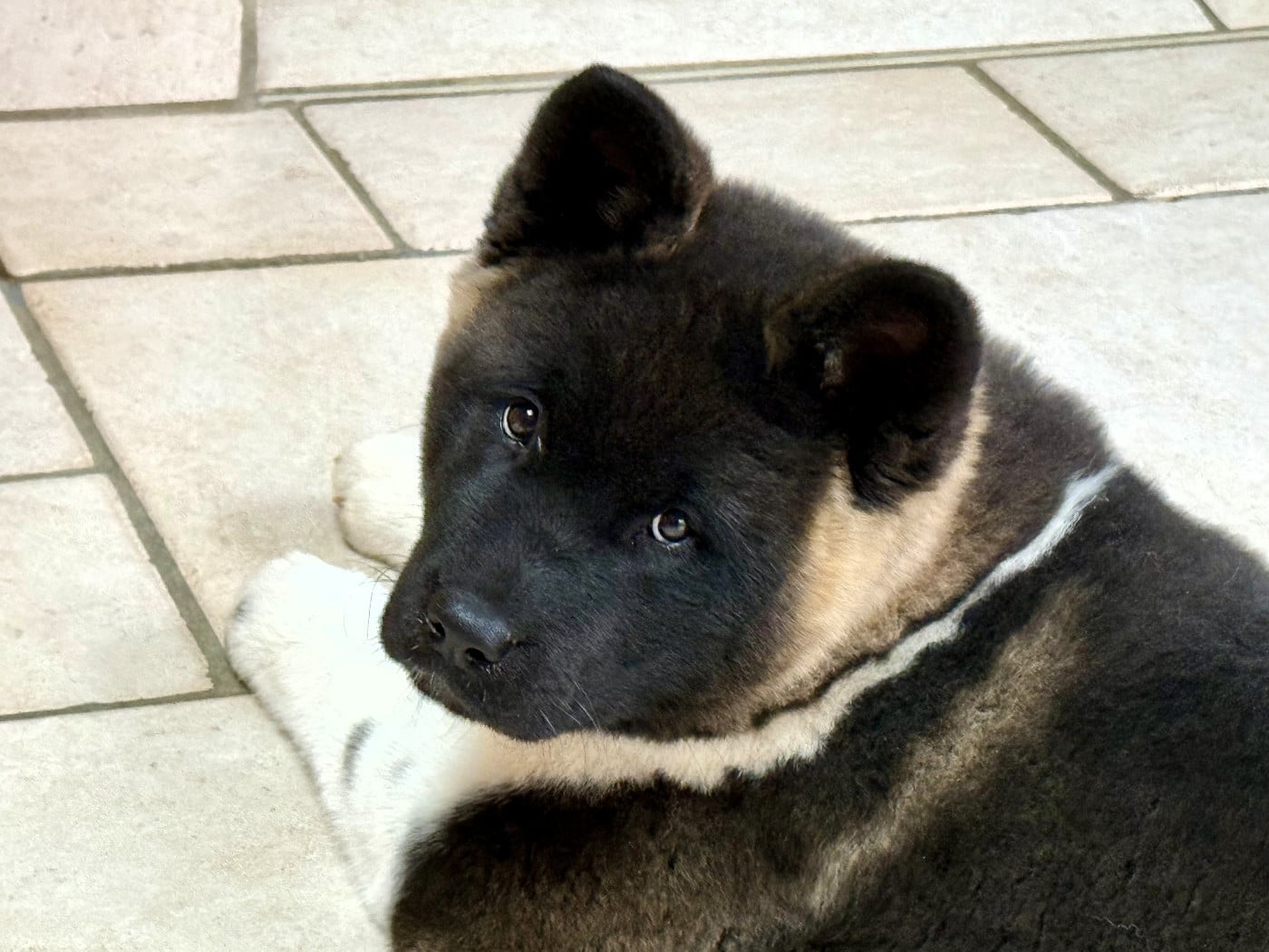 A Small Share Of Moon (dite SUN) Du Clos De La Horde