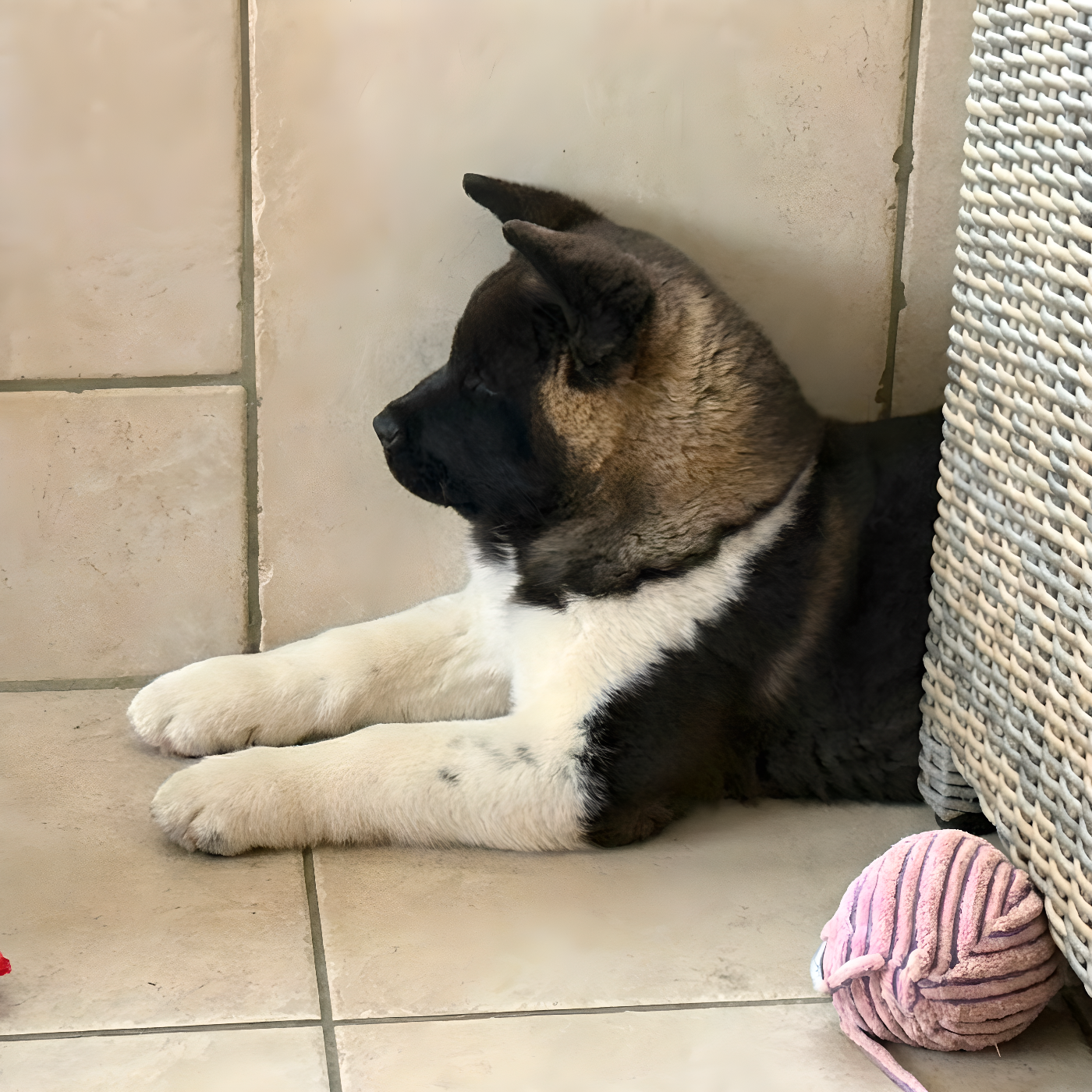 A Small Share Of Moon (dite SUN) Du Clos De La Horde