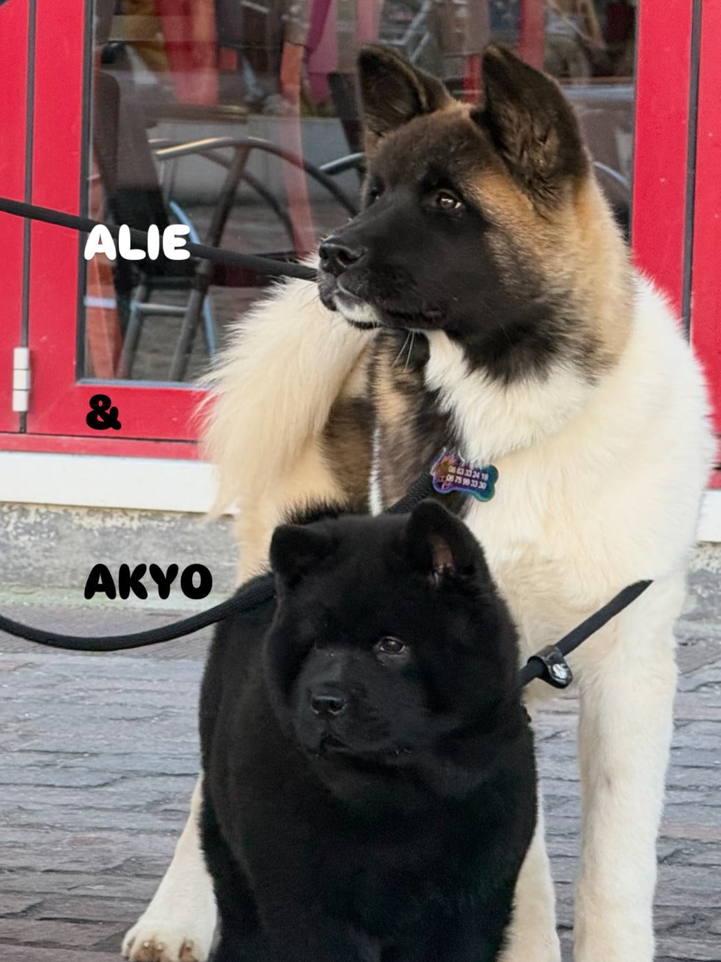 AKYO Du Clos De La Horde