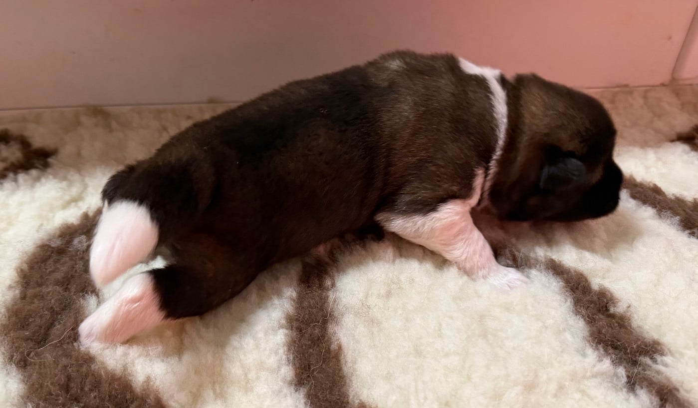 Monsieur Collier complet