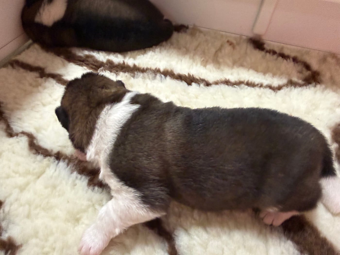 Monsieur Collier complet