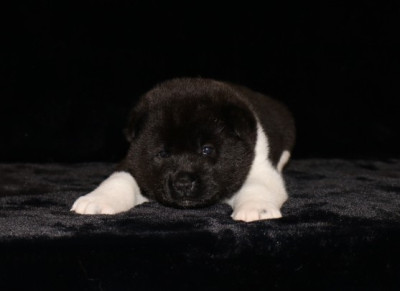 Les chiots de Akita americain