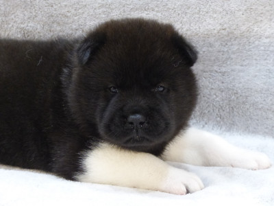 Les chiots de Akita americain