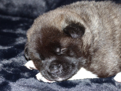 Les chiots de Akita americain