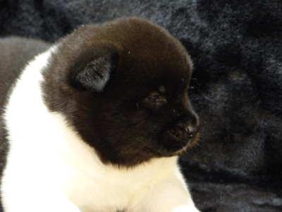 Les chiots de Akita americain