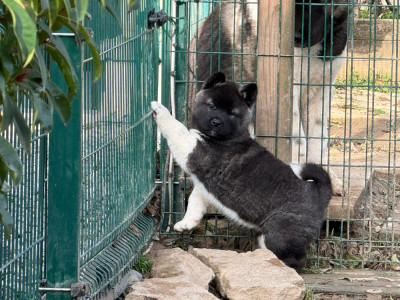 Les chiots de Akita americain