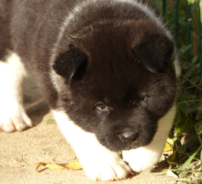 Les chiots de Akita americain