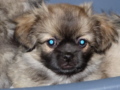 Les chiots de Epagneul tibetain