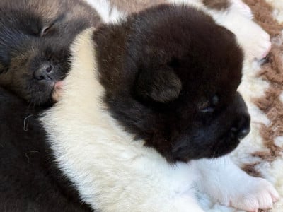 Les chiots de Akita americain