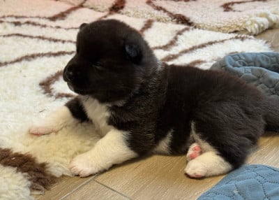 Les chiots de Akita americain