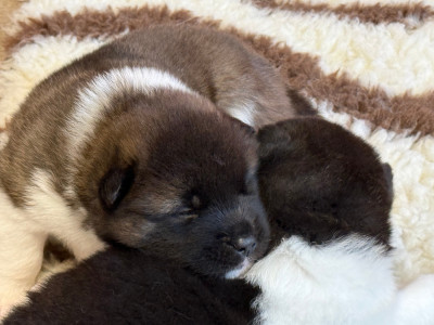 Les chiots de Akita americain
