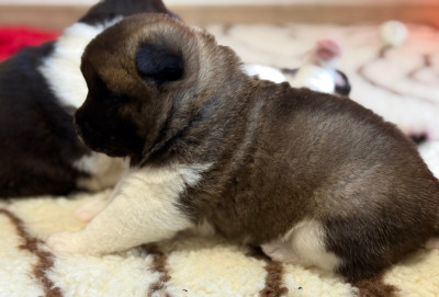 Les chiots de Akita americain