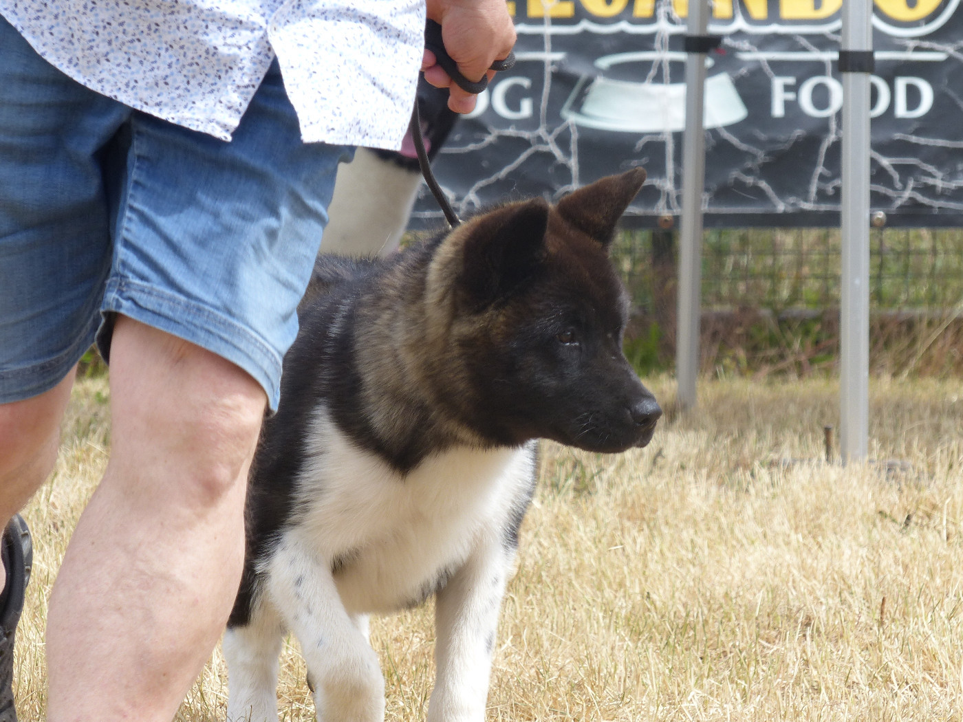 A Small Share Of Moon (dite SUN) Du Clos De La Horde - Puppy Femelle / 2ème Très prometteur Meilleur lot de reproducteur de l'exposition
