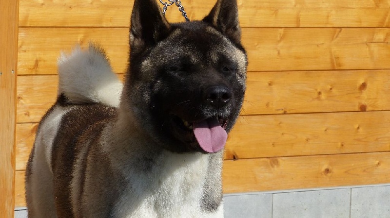 I'origami de l'eau du Shaï Hulud - Confirmée Excellent