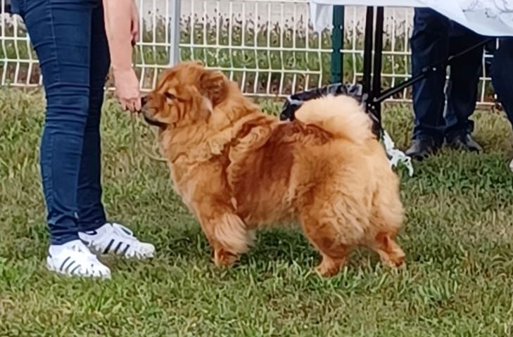 Tahiti Du Clos De La Horde - 2ème Excellent - RCACS / C.I.F