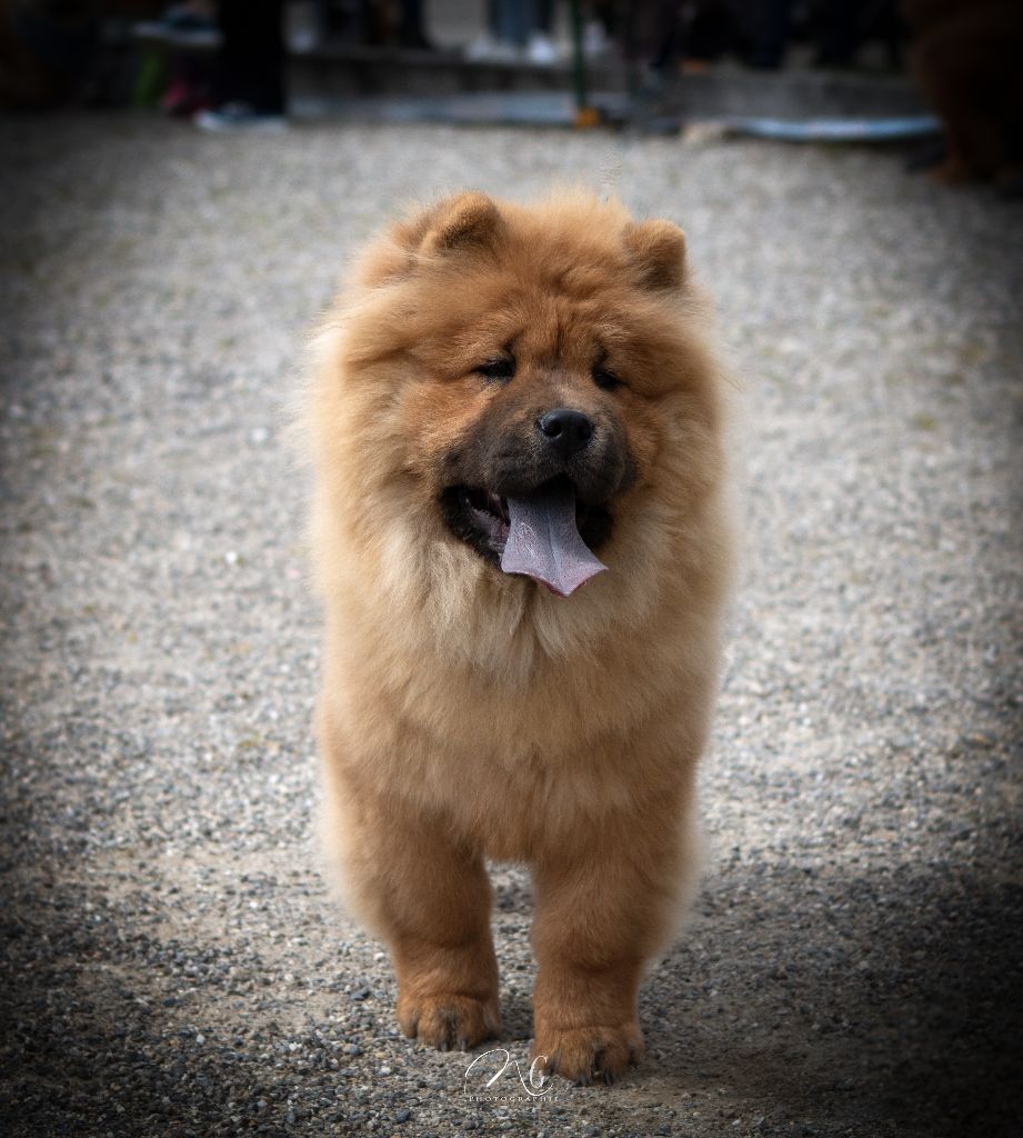 Tahiti Du Clos De La Horde - Prometteur